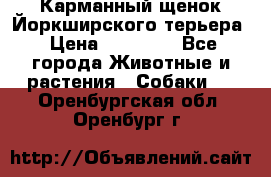 Карманный щенок Йоркширского терьера › Цена ­ 30 000 - Все города Животные и растения » Собаки   . Оренбургская обл.,Оренбург г.